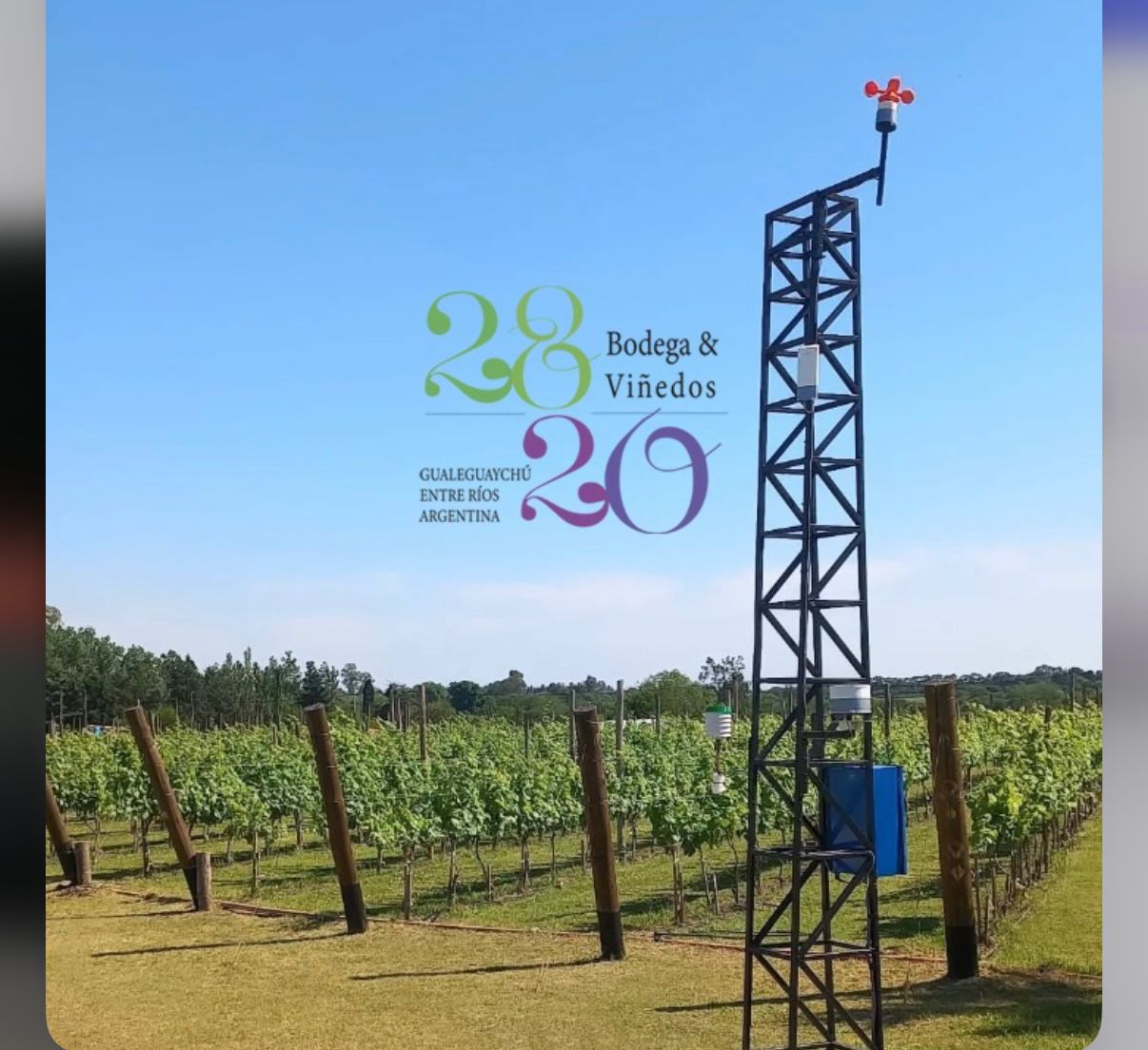 Bodega y Vi&ntilde;edo 28/20